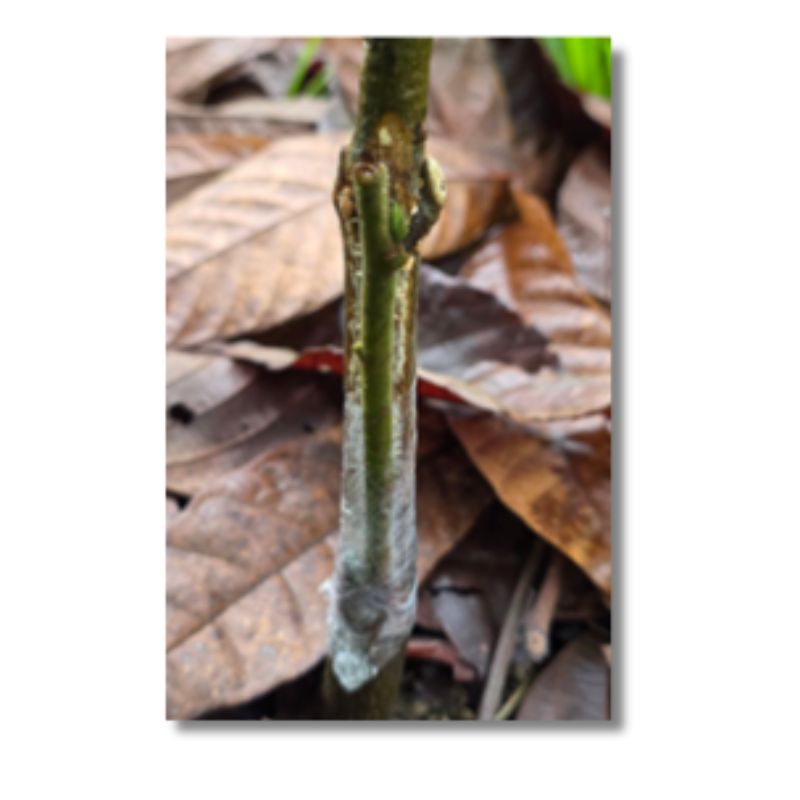 Side-veneer graft on elite Criollo rootstock at Hacienda La Porcelana